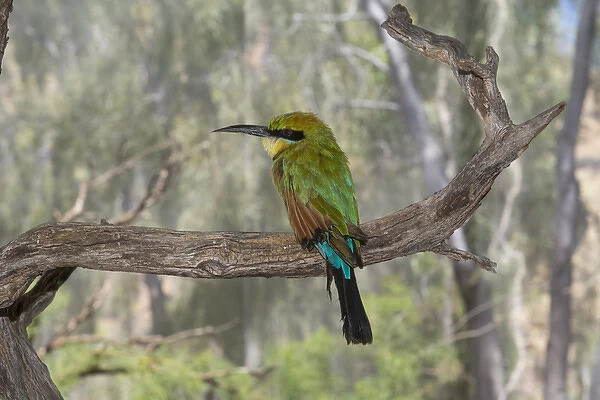 Australia, NT, Alice Springs. Alice Springs Desert Park. Rainbow bee-eater (Captive
