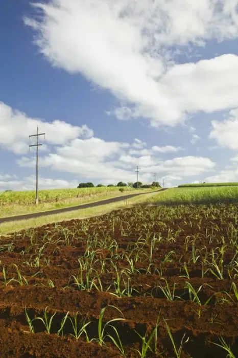 Framed Print : AUSTRALIA, Queensland, Fraser Coast, Childers. Sugar Cane Field Road Framed Print : AUSTRALIA, Queensland, Fraser Coast, Childers. Sugar Cane Field Road