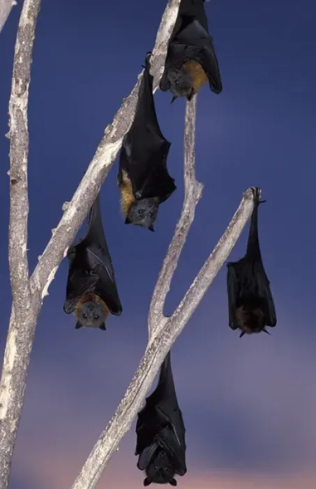 Framed Print : Australia, Queensland, Ipswich Grey-headed flying foxes (Pterobus poliocephalus) Framed Print : Australia, Queensland, Ipswich Grey-headed flying foxes (Pterobus poliocephalus)