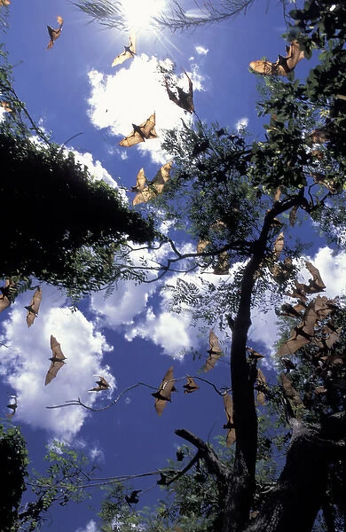 Australia, Queensland, Ipswich Little red flying foxes (Pterobus scapulatus) in flight