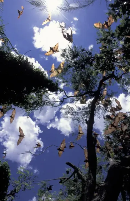 Framed Print : Australia, Queensland, Ipswich Little red flying foxes (Pterobus scapulatus) in flight
