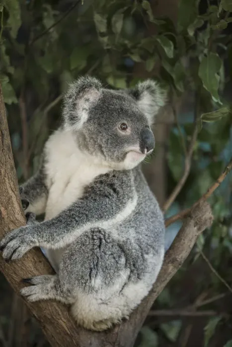 Framed Print : Australia, Queensland. Koala bear in tree Framed Print : Australia, Queensland. Koala bear in tree