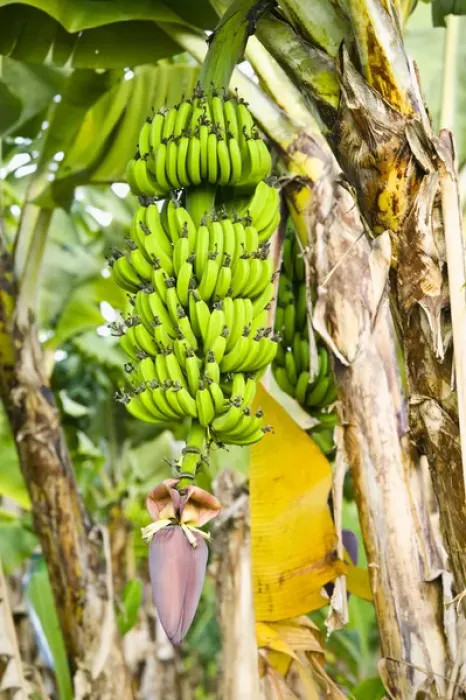 Framed Print : AUSTRALIA, Queensland, North Coast, Babinda. Detail of Banana Plant