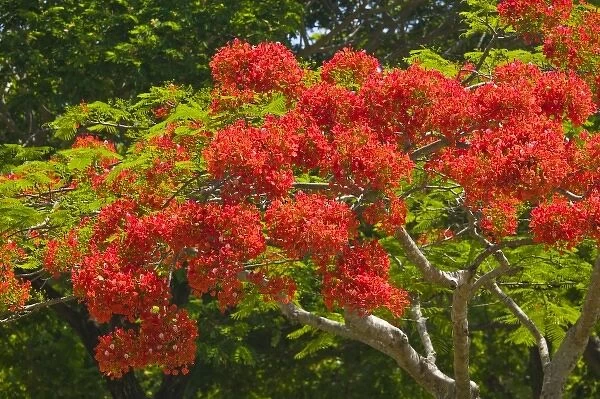 Australia, Queensland, North Coast, Port Douglas. Flamboyant Trees  /  Springtime