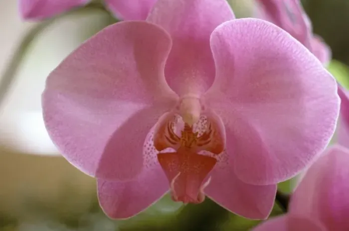 Framed Print : Australia, Queensland. Orchid details
