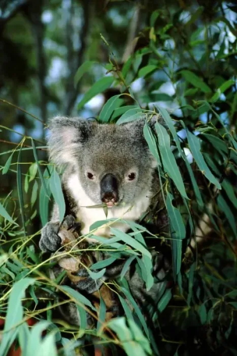 Framed Print : Australia, Queensland, Rockhampton. Captive koala (Phascolarctos cinerues) on eucalyptus