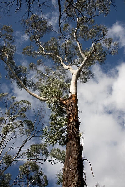 Australia, South Australia, Adelaide. Cleland Wildlife Park. Eucalptus, aka gum, forest