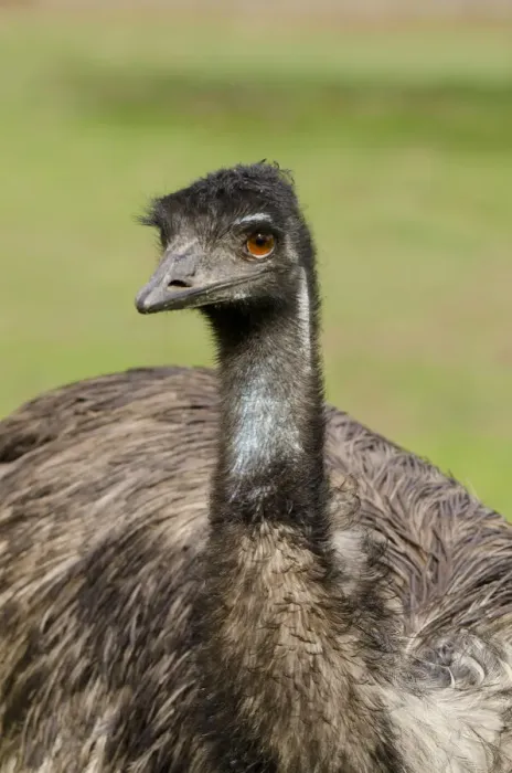 Framed Print : Australia, South Australia, Adelaide. Cleland Wildlife Park. Large flightless Emu (CAPTIVE Framed Print : Australia, South Australia, Adelaide. Cleland Wildlife Park. Large flightless Emu (CAPTIVE