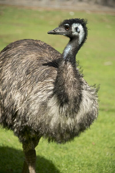 Australia, South Australia, Adelaide. Cleland Wildlife Park. Large flightless Emu (CAPTIVE