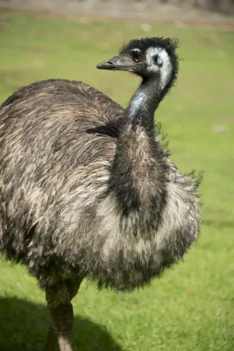 Framed Print : Australia, South Australia, Adelaide. Cleland Wildlife Park. Large flightless Emu (CAPTIVE