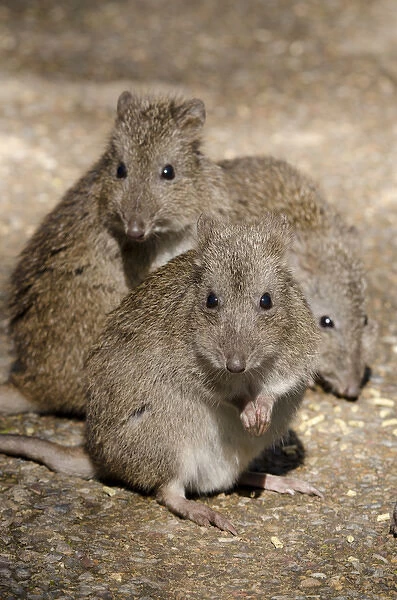 Australia, South Australia, Adelaide. Cleland Wildlife Park. Long-nosed potoroo aka rat-kangaroo