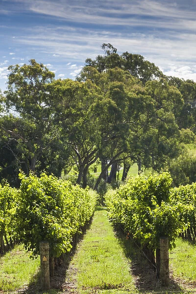 Australia, South Australia, Adelaide Hills, Gumeracha, vineyard