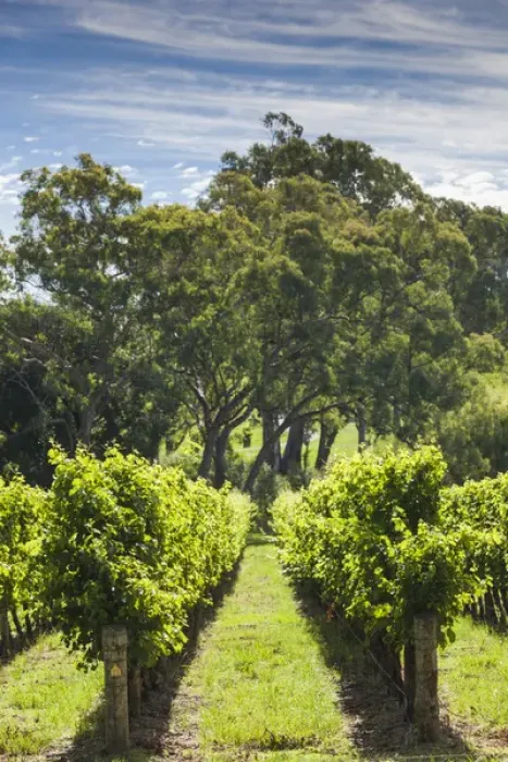 Framed Print : Australia, South Australia, Adelaide Hills, Gumeracha, vineyard Framed Print : Australia, South Australia, Adelaide Hills, Gumeracha, vineyard