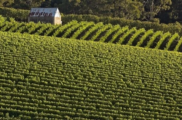 Australia, South Australia, Adelaide Hills, Summertown. Farm building with vineyards