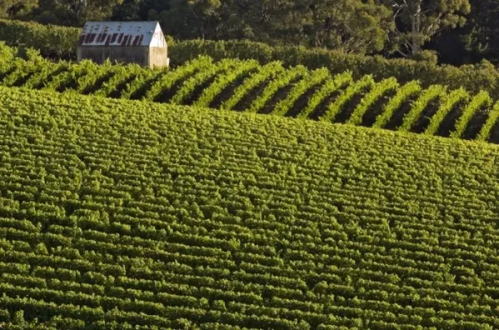 Framed Print : Australia, South Australia, Adelaide Hills, Summertown. Farm building with vineyards Framed Print : Australia, South Australia, Adelaide Hills, Summertown. Farm building with vineyards