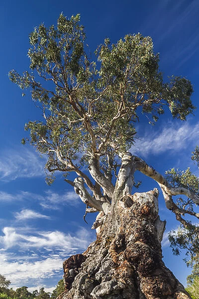 Australia, South Australia, Barossa Valley, Springton, The Herbig Tree, first home