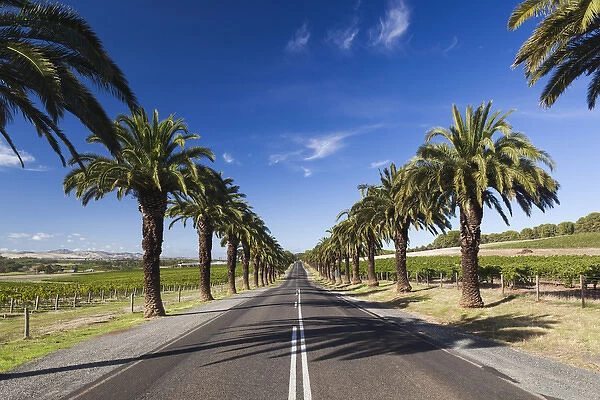 Australia, South Australia, Barossa Valley, Seppeltsfield, country road with palm trees