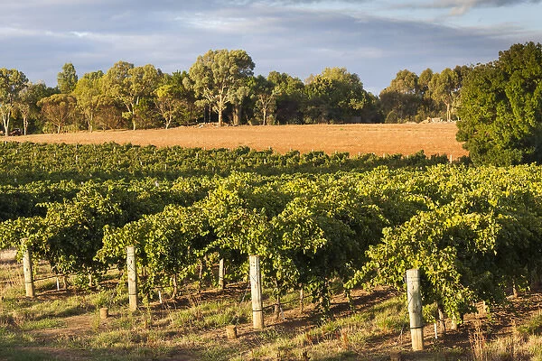 Australia, South Australia, Barossa Valley, Lyndoch, vineyards, susnet
