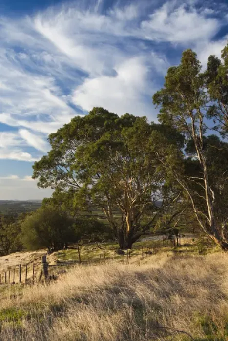 Framed Print : Australia, South Australia, Barossa Valley, Tanunda, Menglers Hill, gum trees