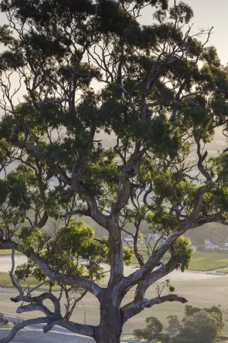 Framed Print : Australia, South Australia, Barossa Valley, Tanunda, Menglers Hill, gum trees Framed Print : Australia, South Australia, Barossa Valley, Tanunda, Menglers Hill, gum trees