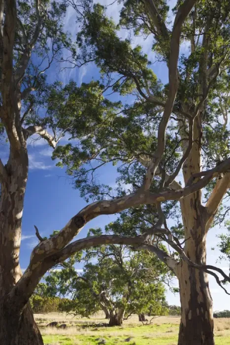 Framed Print : Australia, South Australia, Barossa Valley, Mount Pleasant, gum trees