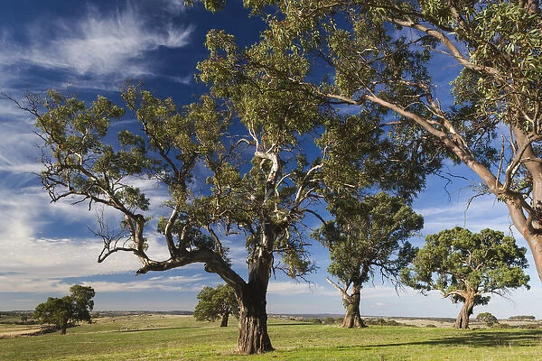 Australia, South Australia, Barossa Valley, Mount Pleasant, gum trees