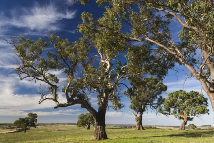 Framed Print : Australia, South Australia, Barossa Valley, Mount Pleasant, gum trees