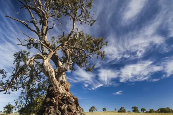 Framed Print : Australia, South Australia, Barossa Valley, Springton, The Herbig Tree, first home Framed Print : Australia, South Australia, Barossa Valley, Springton, The Herbig Tree, first home