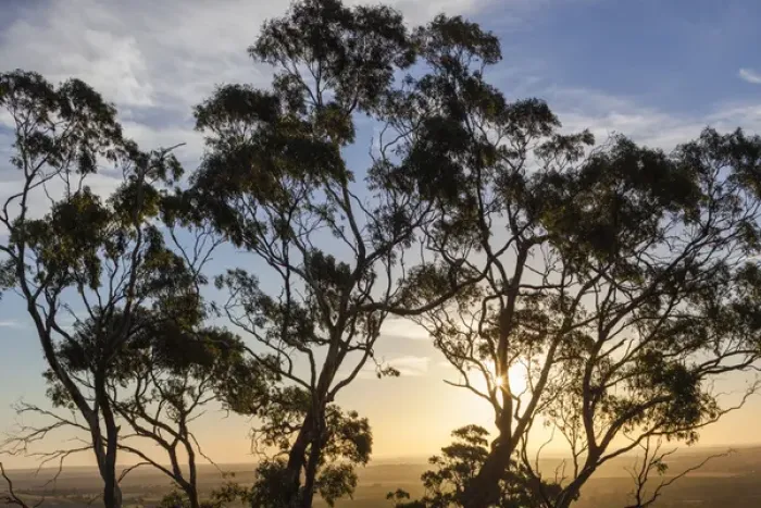 Framed Print : Australia, South Australia, Barossa Valley, Tanunda, Menglers Hill, gum trees Framed Print : Australia, South Australia, Barossa Valley, Tanunda, Menglers Hill, gum trees