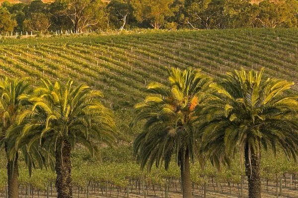 Australia, South Australia, Barossa Valley, Marananga. Landscape view of palm trees