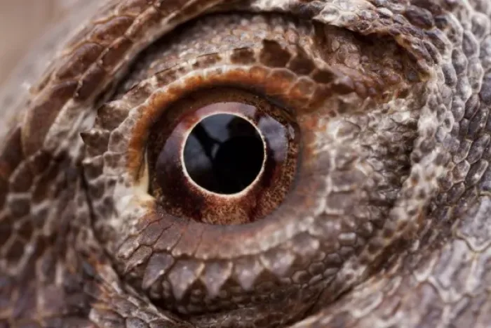 Framed Print : Australia, South Australia, Close-up of eyeball of Central Bearded Dragon (Pogona