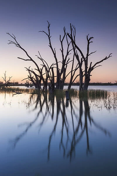Australia, South Australia, Murray River Valley, Barmera, Lake Bonney, petrified trees