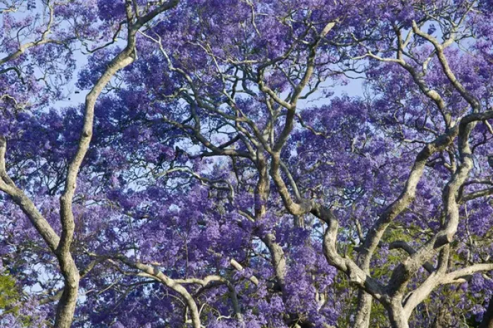 Framed Print : AUSTRALIA, State of Queensland, Brisbane. Blooming Jacaranda Trees in New Farm Park Framed Print : AUSTRALIA, State of Queensland, Brisbane. Blooming Jacaranda Trees in New Farm Park