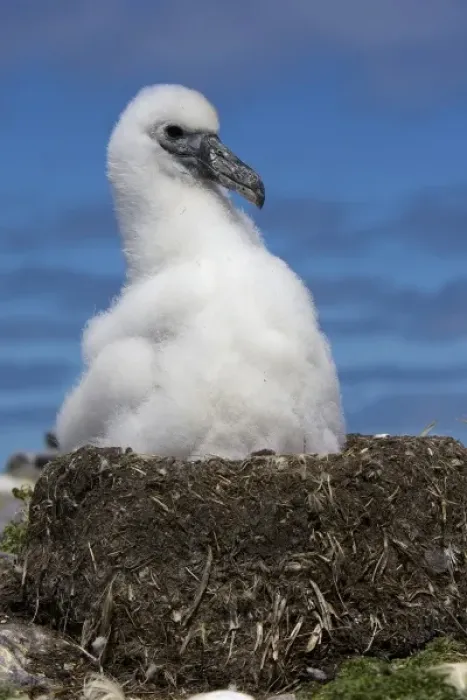 Framed Print : Australia, Tasmania, Bass Strait. Shy albatross chick on nest Framed Print : Australia, Tasmania, Bass Strait. Shy albatross chick on nest