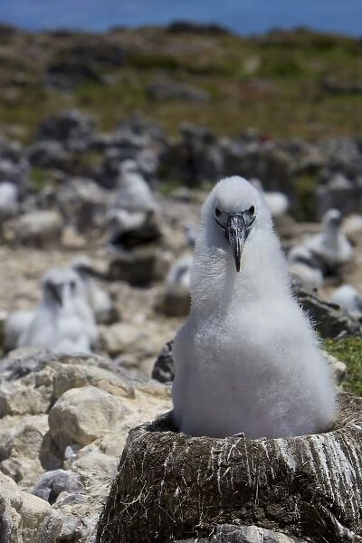 Australia, Tasmania, Bass Strait. Shy albatross chick on nest in colony