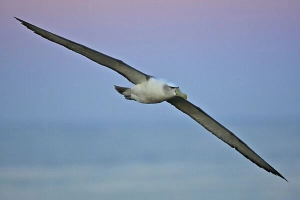 Australia, Tasmania, Bass Strait. Shy Albatross in flight