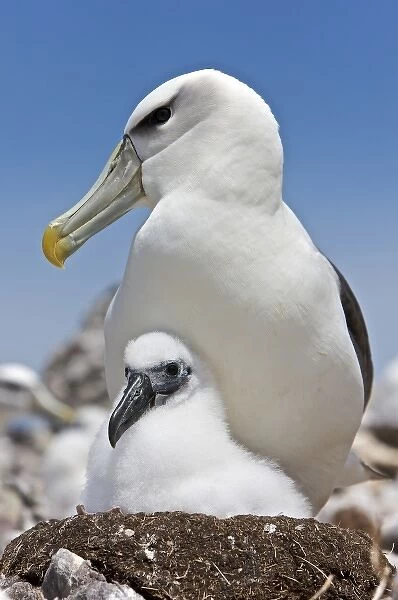 Australia, Tasmania, Bass Strait. Shy albatross on nest with chick
