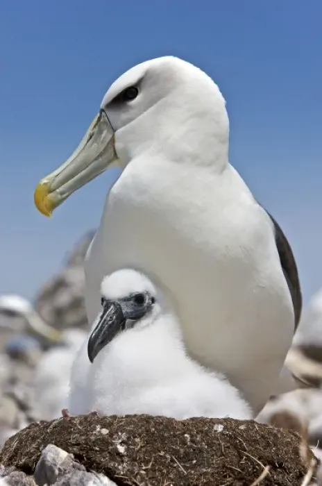 Framed Print : Australia, Tasmania, Bass Strait. Shy albatross on nest with chick Framed Print : Australia, Tasmania, Bass Strait. Shy albatross on nest with chick