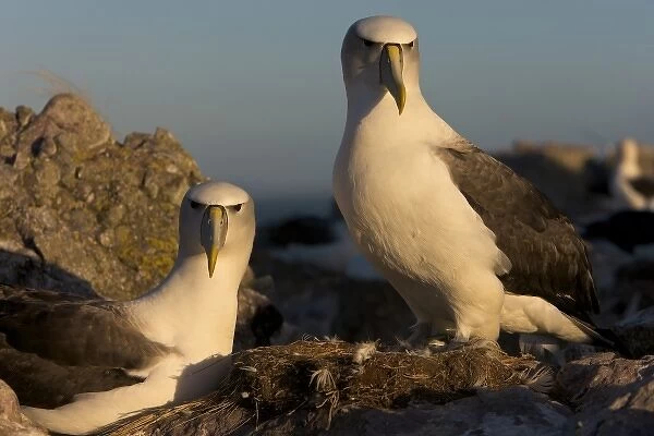 Australia, Tasmania, Bass Strait. Shy albatross pair on nest