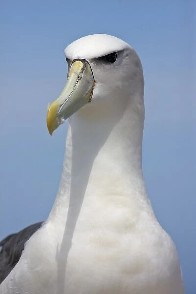 Australia, Tasmania, Bass Strait. Shy Albatross portrait