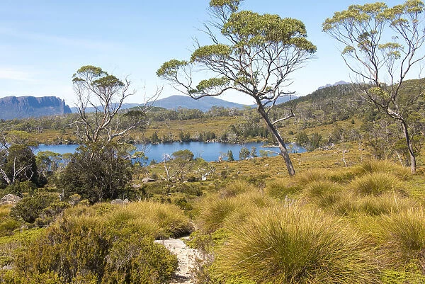 Australia, Tasmania. Cradle Mountain-Lake St. Clair National Park. Lake Windermere, Mount Oakleigh