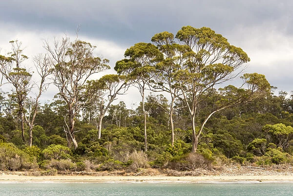 Australia, Tasmania, Eucalyptus on beach great light Fortescue Bay Tasman Peninsula
