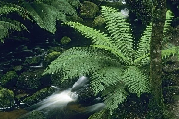 Australia, Tasmania, Mt. Field National Park, Russell Creek, Tree Ferns (Dicksonia antarctica)