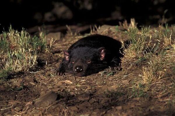 Australia, Tasmania. Tasmanian Devil (Sarcophilus harisii)