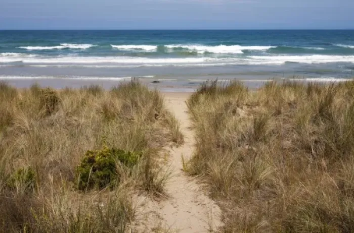 Framed Print : Australia, Victoria, Morning sun lights sandy path through grassy beach along Great Framed Print : Australia, Victoria, Morning sun lights sandy path through grassy beach along Great