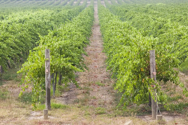 Australia, Victoria, VIC, Rutherglen, vineyard detail