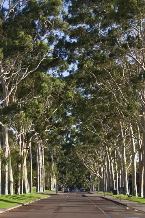 Framed Print : Australia, Western Australia, Perth, Kings Park, Fraser Avenue, trees