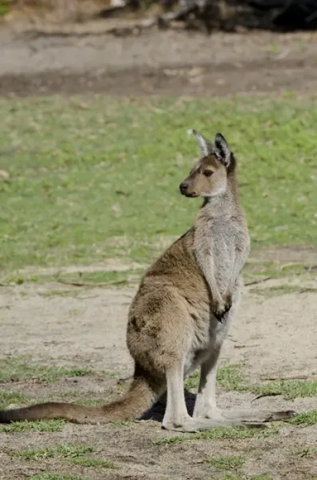 Framed Print : Australia, Western Australia, Perth, Yanchep National Park. Western gray kangaroo (WILD Framed Print : Australia, Western Australia, Perth, Yanchep National Park. Western gray kangaroo (WILD