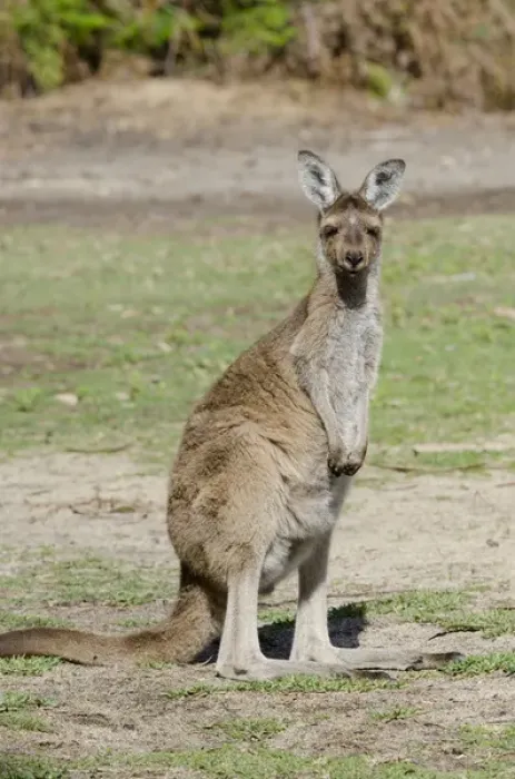 Framed Print : Australia, Western Australia, Perth, Yanchep National Park. Western gray kangaroo (WILD Framed Print : Australia, Western Australia, Perth, Yanchep National Park. Western gray kangaroo (WILD