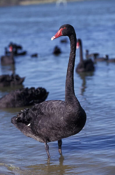 Australia, Western Australia, Perth, Bibra Lake. Black Swan